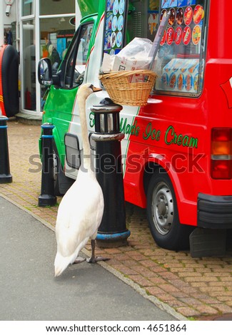 swan by an ice cream van as if waiting for an ice cream