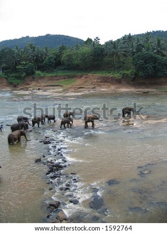 Indian Elephants about to bathe