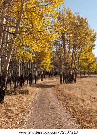 Autumn hiking trail in Colorado\'s Mueller State Park.