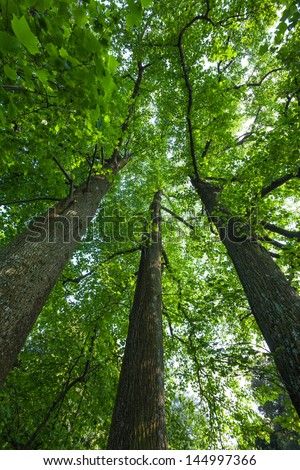 Peaceful, serene forest scene in the shade at the base of large, tall tulip trees, with green deciduous leaves. The view is straight up into the green tree canopies.