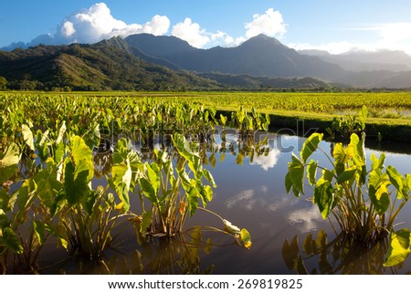 Taro plants with big broad, green leaves in standing water fields in late afternoon sunshine on the island Kauai. Hills and mountains in the background under a blue sky with a few clouds. Horizontal.