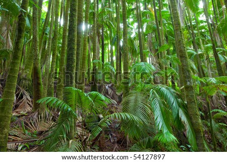 Beautiful, pristine, tropical rain forest ecosystem with moss covered palm trees