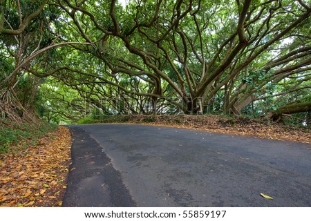 Tropical trees form a dense canopy of branches and leaves above a country street