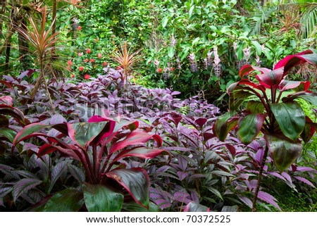 Colorful, lush tropical rain forest with a diverse range of plants and trees on Hawaii, the Big Island. Purple leaved Persian Shield plants in the foreground.