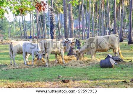 cow crowd in the field