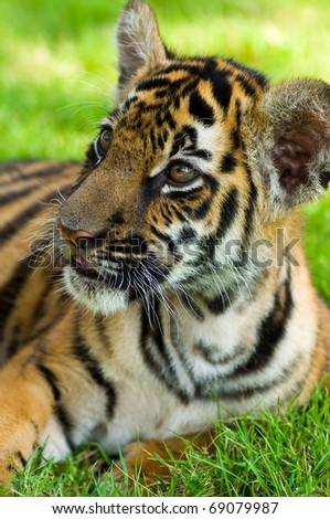 Portrait of a little tiger