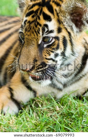 Portrait of a little tiger
