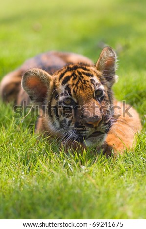 little tiger in action