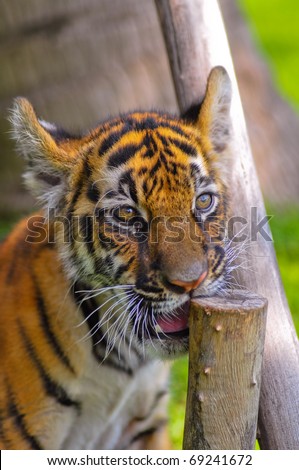 little tiger in action