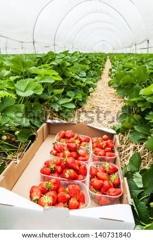 Box of fresh organic strawberries on the straw floor of a large greenhouse (Fragaria ananassa)