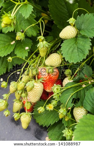 Closeup of growing fresh organic strawberries (Fragaria ananassa) in the greenhouse on the strawbery farm