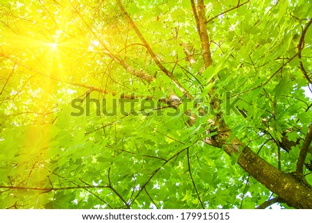 Tree branch in the woods, with lens flare effect added in post production