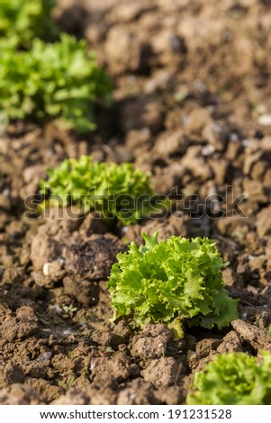 Young organic salad grown in a vegetable garden