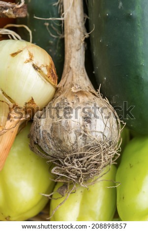 Genuine fresh organic garlic just harvested from organic garden in a wooden basket with cucumber, onion, and peppers