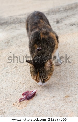 Cat with brown, black, gray and white hair eating raw fish meat on the ground