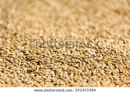 Freshly harvested barley beans - close up of grains of malt. Barley on background. Concept of food and agriculture. Shallow depth of field.
