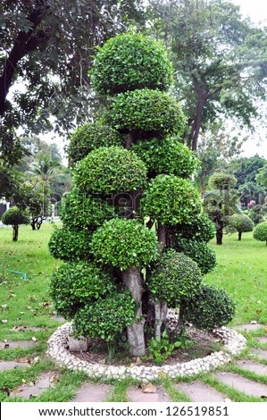 Landscape design. Round shape. Trees cut in the form of balls in garden.