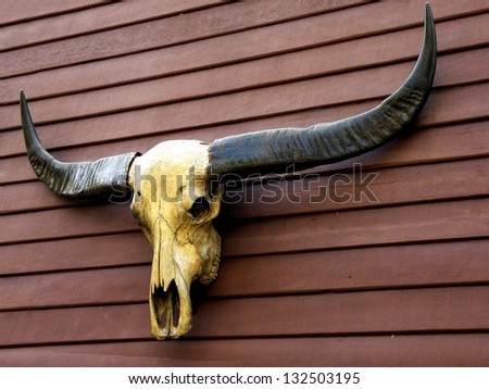 Closeup of buffalo skull.