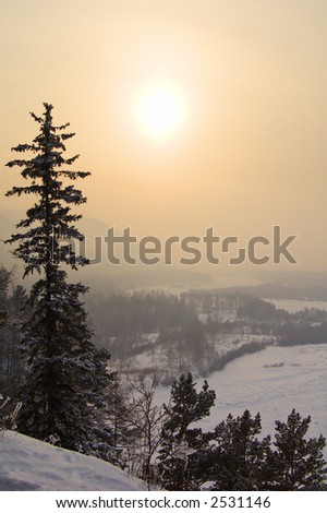 great winter trees and gold sun