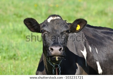 Holstein cow portrait