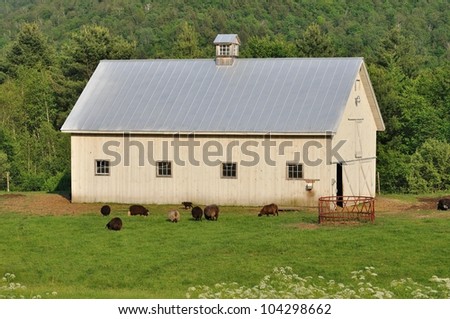 White Vermont barn in a green field with grazing sheep