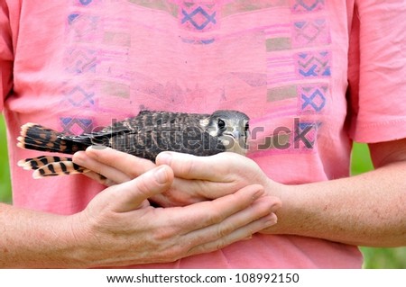 Fledgling American Kestrel Falcon being held in a womens hands.