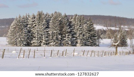 Snow covered pine trees in a field with a barbed wire fence