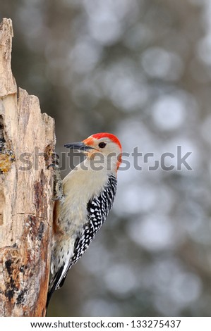 Red Bellied Woodpecker perched on a tree stump