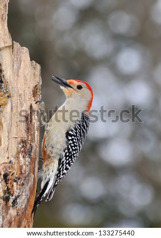 Red Bellied Woodpecker perched on a tree stump