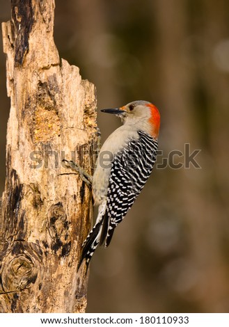 A Red Bellied woodpecker perched on a tree stump foraging for food