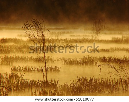 Marsh with morning fog and gold light