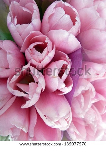 Pink and lavender tulips