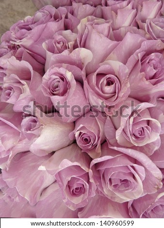 Lavender roses with white stripes