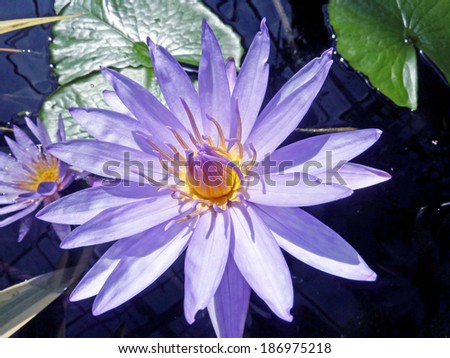 Lavender water lily