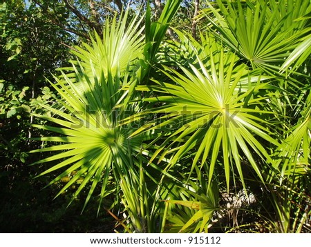 green palm abstract