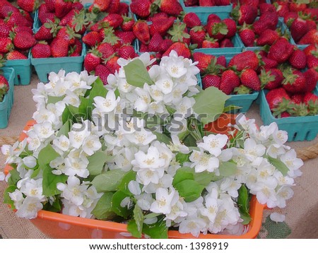 strawberry flowers with strawberries