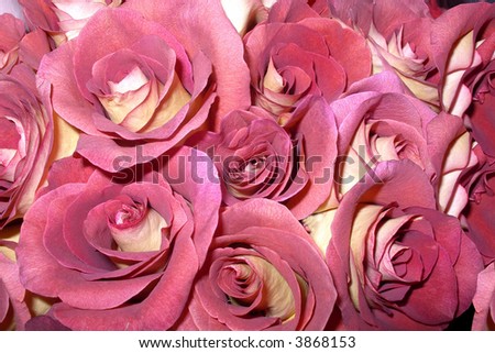 Dusty pink and yellow roses