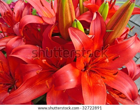Glorious red lilies