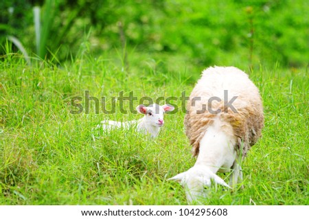 Little lamb with it's mother in a green pasture field