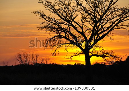 Tree silhouette against a beautiful Sunset