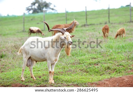 Old Goat with a big set of horns looking after his females