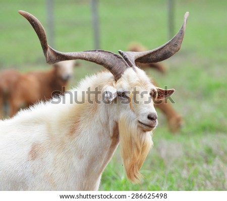 Close up of an old goat in a farm field