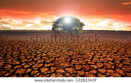Barren desert land with a single green tree in the middle and a beautiful sunrise