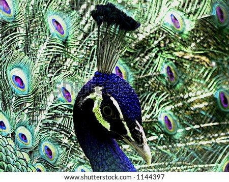 Beautiful Peacock Bird