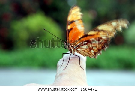 Butterfly  taking off from Finger, focus on face.