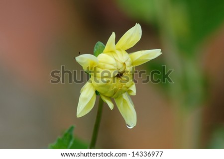 Single yellow dahlia flower starting to open up
