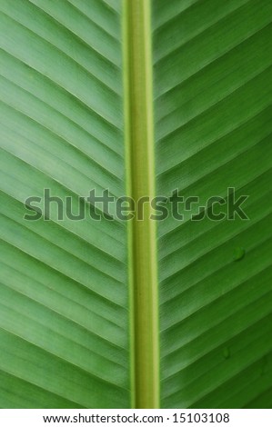Abstract texture pattern of a banana tree leaf