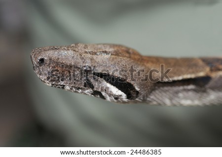 Macro shot of a boa constrictor  snake head