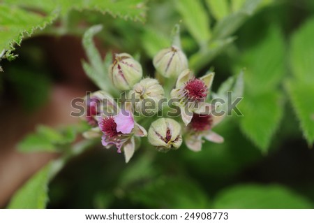 Macro shot of wild black raspberry flowers
