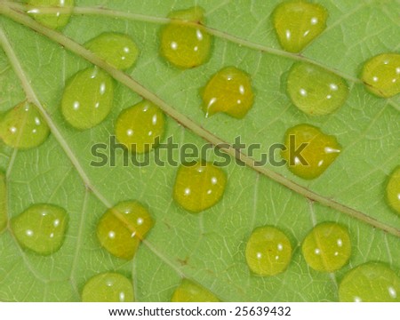 Rain water drops on the back of a leaf